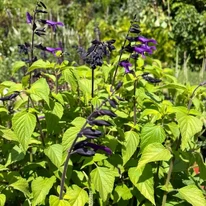 Salvia Amistad în pepiniera noastră. 