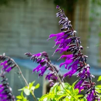 Salvia Amistad