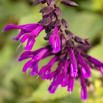 Salvia Amistad