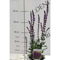 Salvia nemorosa Caradonna - Salvie ornamentală