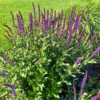Salvia nemorosa Caradonna - Salvie ornamentală