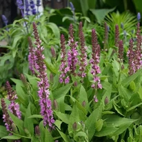 Salvia nemorosa într-o grădină. 