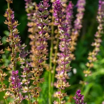 Salvia nemorosa va atrage insectele polenizatoare în grădina ta. 