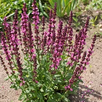Salvia nemorosa cu flori roz în timpul înfloririi. 