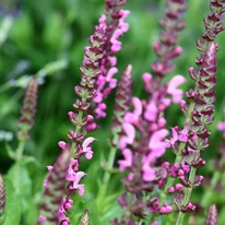 Inflorescențele salviei ornamentale. 