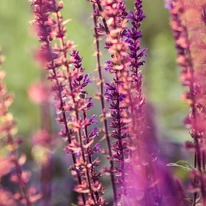 Salvia nemorosa Rose Marvel decorează cu inflorescențe roz în timpul verii. 