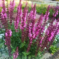 Salvia nemorosa poate crea o pată de culoare plăcută într-un strat de flori. 