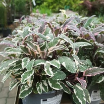 Salvia officinalis în luna aprilie la Gardencentrum.