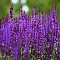 Salvia de pădure Mainacht decorează cu flori albastre. 