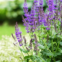 Salvia Mainacht într-un strat de flori. 