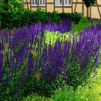 Salvia poate fi plantată și în straturi de flori mai mari. 