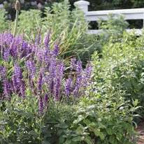 Un strat de flori mixt din care iese în evidență salvia cu florile sale viu colorate. 