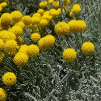 Florile viu colorate ale lemnului Maicii Domnului. 