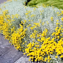 Santolina plantată la marginea unui strat. 