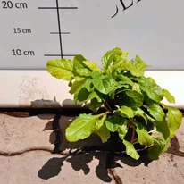 Ajuga sp. - Vinețica cu frunze galbene