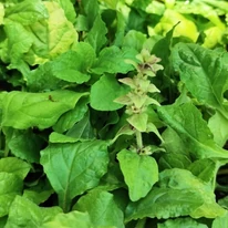 Inflorescența și frunzișul plantei Ajuga cu frunze galbene.