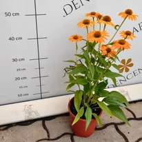 Echinacea sp. - Echinaceea galbenă