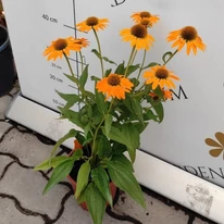 Echinacea sp. - Echinaceea galbenă