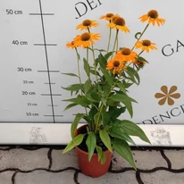 Echinacea sp. - Echinaceea galbenă