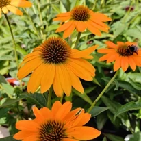 Echinacea sp. - Echinaceea galbenă