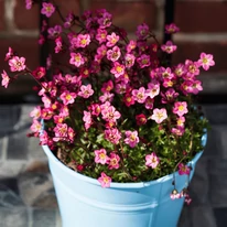 Ochiul șoarecelui roz cu înflorire de primăvară poate fi cultivat și în ghiveci. 
