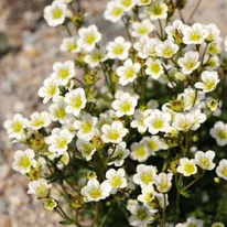 Saxifraga arendsii cu randament mare de flori. 