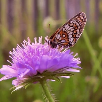 Scabiosa columbaria Pink Mist este preferat și de fluturi. 