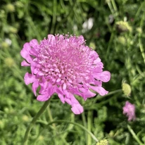 Scabiosa columbaria Pink Mist în papiniera nostră la mijlocul lunii iunie. 