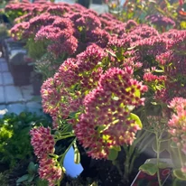 Plantele Sedum spectabile iubesc locurile însorite.