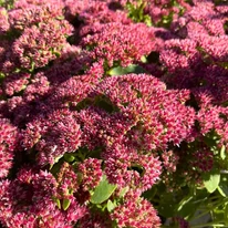 Înflorirea uimitoare a plantelor noastre de Sedum spectabile în toamnă.