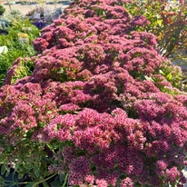 Plantele noastre de Sedum spectabile decorează în toată splendoarea lor în luna octombrie.