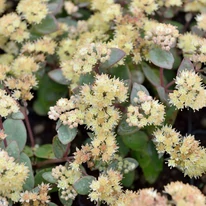 Sedum telephium Hab Grey în timpul înfloririi. 