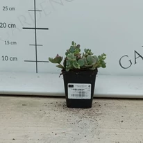 Iarbă grasă într-un ghiveci de 9 cm, în luna august, în pepiniera naostră. 