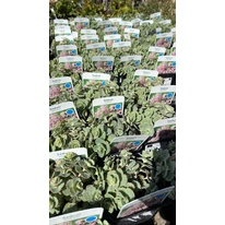 Sedum sieboldii la sfârșitul lunii martie în pepiniera noastră.