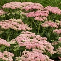 Inflorescențele de culoare roz antic a plantei Sedum spectabile.