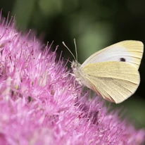 Sedum spectabile este des vizitat de fluturi. 