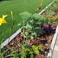 Sedum spectabile plantat într-un strat e flori. 