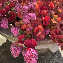 Sedum sieboldii, iarba grasă toamna. 