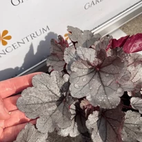 Se vede bine dimensiunea frunzelor clopoțelului argintiu Silverberry.