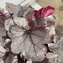 Clopoțelul argintiu Silverberry cu frunziș deosebit decorează frumos stratul de flori. 