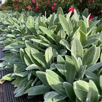 Frunzele argintii, decorative ale plantei Stachys byzantina, funcționează și ca acoperitor de sol.
