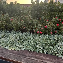 Stachys byzantina utilizată ca plantă de margine într-un strat înălțat dintr-un spațiu public.