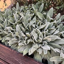 Frunzele plantei Stachys byzantina cresc dens și în mod compact.