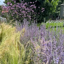 Salvia rusească plantată îmreună cu Stipa și Verbena bonariensis. 