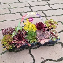 Plante suculente - pachet de 10 buc
