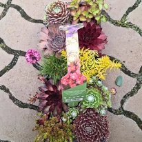 Plante suculente - pachet de 10 buc