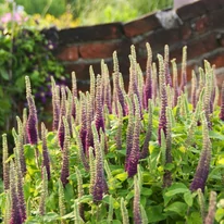 Teucrium hyrcanicum CS9 