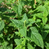 Teucrium hyrcanicum CS9 