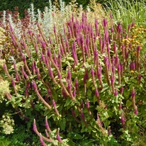 Teucrium hyrcanicum CS9 