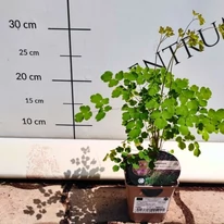 Aspectul plantei Thalictrum delavayi la sfârșitul lunii iulie în pepiniera noastră.